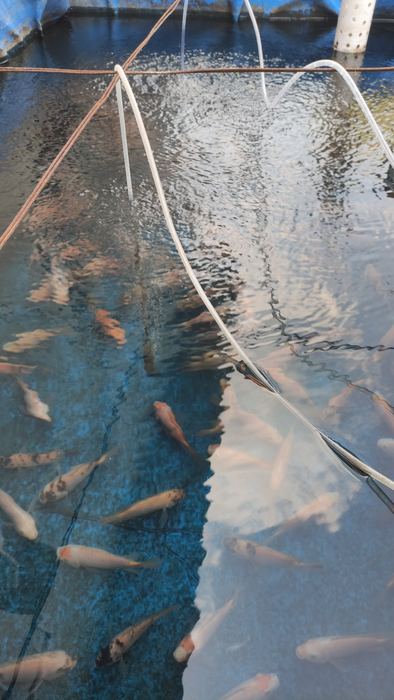 Kolam ikan Pak Jainul 1
