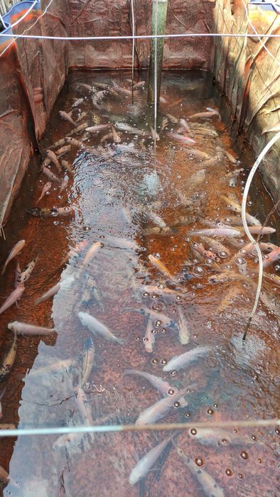 Kolam ikan Pak Jainul 2