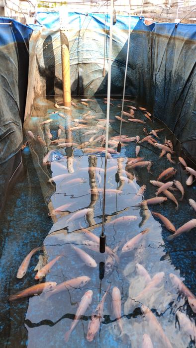 Ikan nila merah Pak Jainul