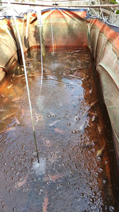 Kolam aerasi ikan Pak Jainul