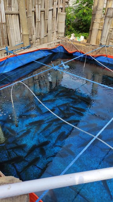Kolam ikan Pak Jainul 10